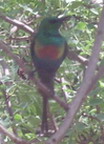 Beautiful long-tailed sunbird